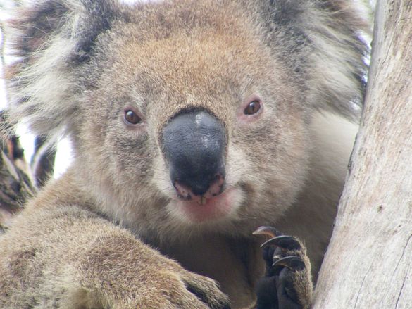Koala Clancy, the wild koala hero of our foundation