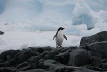 Adélie penguin in Antarctica