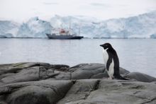 Adélie Penguin with Aurora Expeditions ship Polar Pioneer