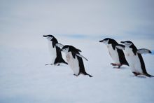 Chinstrap penguins