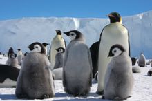 Happy Feet! Emperor Penguins breed on pack ice off East Antarctica
