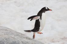 Gentoo penguin