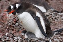 Gentoo penguin and chick