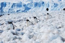 Gentoo Penguins in Antarctica