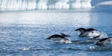 Porpoising Penguins in Antarctica