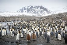 South Georgia's King Penguin rookeries