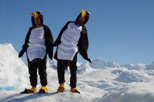 Unidentified Giant Penguins