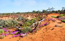 Wildflowers, Western Australia