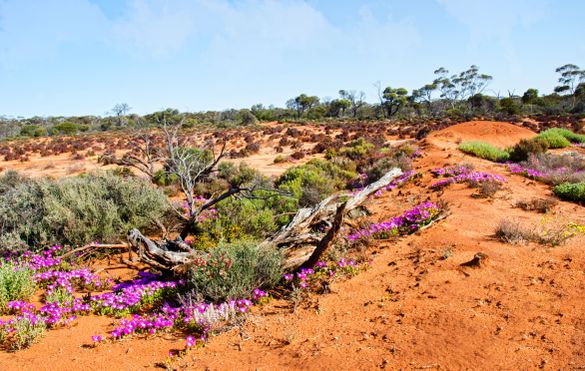 Wildflowers, Western Australia