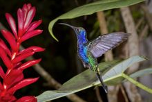 Hummingbird, La Paz Waterfall Gardens, Costa Rica