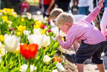 Walk among a million blooms at Canberra's annual floral festival, Floriade. 