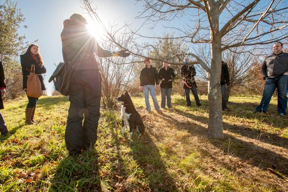 Each year from the beginning of June until the end of August, The Truffle Festival – Canberra Region marks the harvest of the B