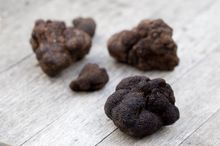 The climate around the Canberra region is ideal for Black Winter Truffles.