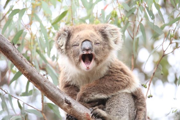 Wild koala 