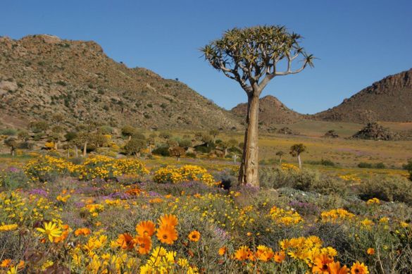 Wildflowers, South Africa Wildflowers, South Africa