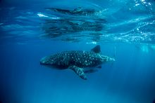 Whale shark at Ningaloo Reef