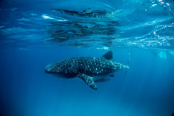 Whale shark at Ningaloo Reef
