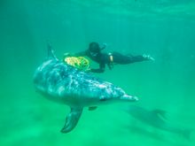 Swimming with dolphins with Rockingham Wild Encounters