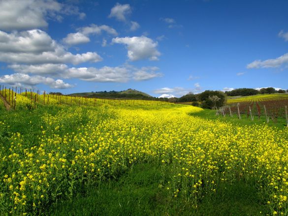 Mustard flowers growing in field during Cabernet Season (credit: Sharon Kain)