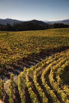 First Gold LEED certified winery in Calif., Hall Wines