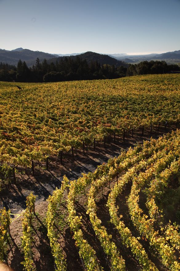 First Gold LEED certified winery in Calif., Hall Wines First Gold LEED certified winery in Calif., Hall Wines