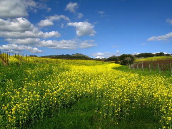 Mustard flowers growing in field during Cabernet Season (credit: Sharon Kain)
