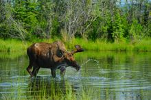 Moose in the Yukon