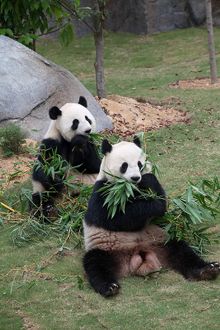 Pandas at Ocean Park