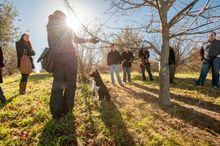 The Truffle Festival