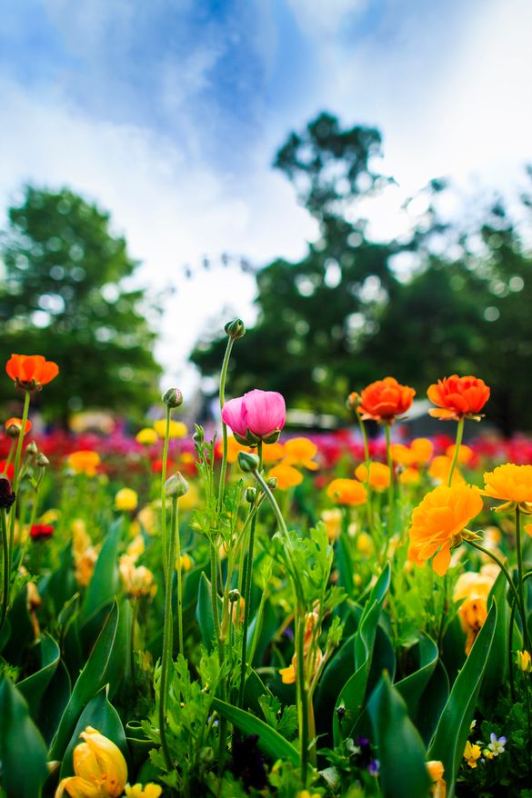 Floriade