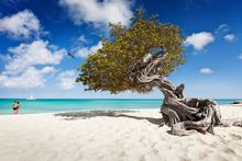 Divi Divi Tree, Eagle Beach 