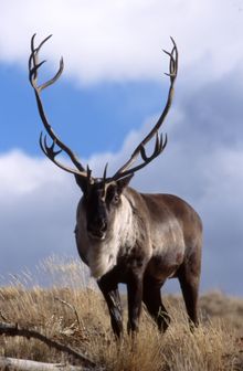 Caribou 