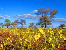 Corner Country in flower