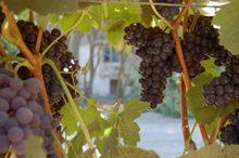 Bogle Winery