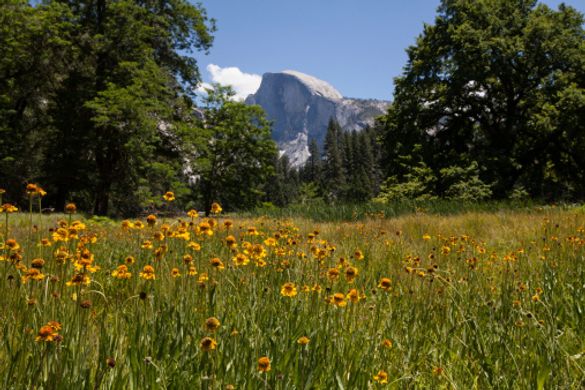 Yosemite National Park