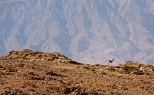 Dhohfar, Eastern Coast - credit Oman Ministry of Tourism 