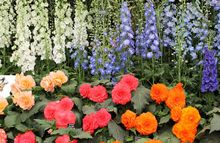 European Affair with The Chelsea Flower Show  
