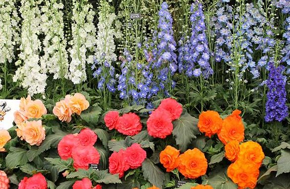 European Affair with The Chelsea Flower Show  