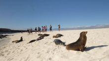 Exploring the Galápagos