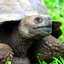 Tortoise in the Galápagos