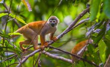Spider Monkey, Amazon rainforest