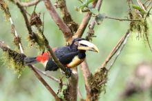 Pale-mandibled Araçari - Mashpi Lodge