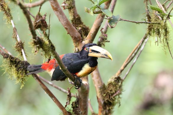 Pale-mandibled Araçari - Mashpi Lodge