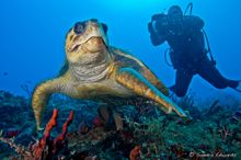 Diving in The Palm Beaches