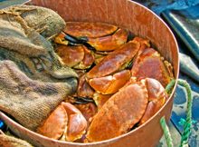 Guernsey crab