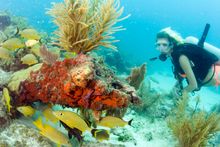 The reef system off of Key Largo, Fla. is the only contiguous coral barrier reef in North America. Photo by Bob Care