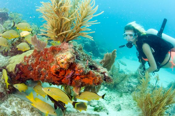 The reef system off of Key Largo, Fla. is the only contiguous coral barrier reef in North America. Photo by Bob Care The reef system off of Key Largo, Fla. is the only contiguous coral barrier reef in North America. Photo by Bob Care