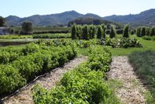 Chef Thomas Keller\'s garden at The French Laundry in Yountville
