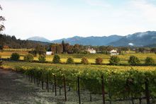 Napa Valley vineyard view in St. Helena