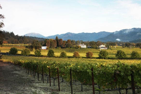 Napa Valley vineyard view in St. Helena